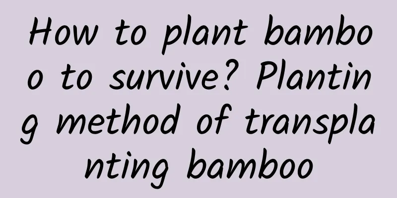 How to plant bamboo to survive? Planting method of transplanting bamboo