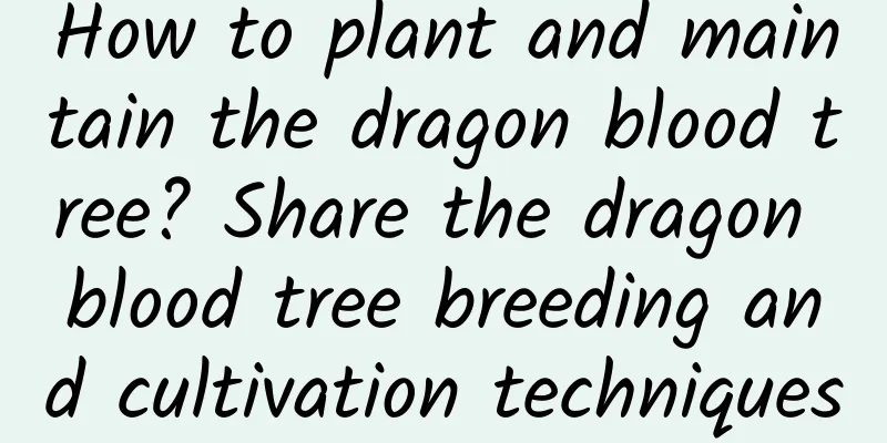 How to plant and maintain the dragon blood tree? Share the dragon blood tree breeding and cultivation techniques