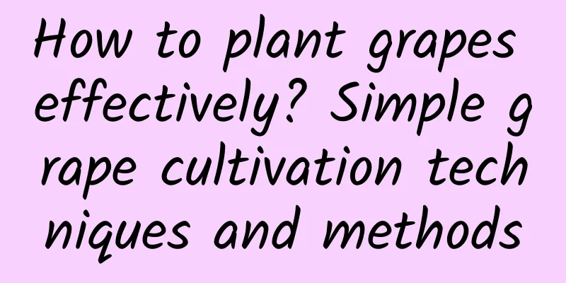 How to plant grapes effectively? Simple grape cultivation techniques and methods