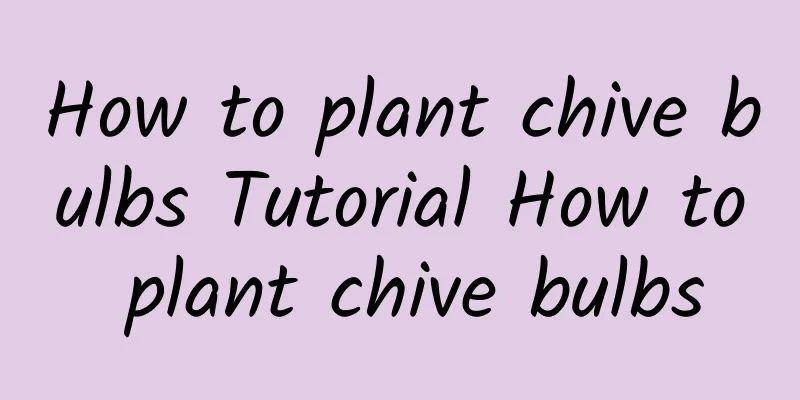 How to plant chive bulbs Tutorial How to plant chive bulbs