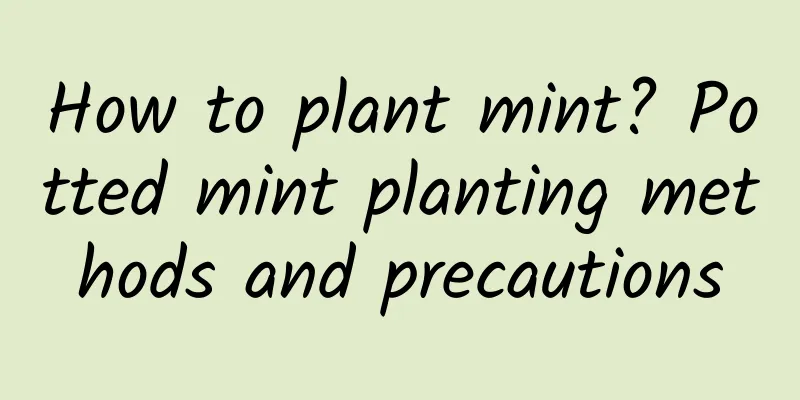 How to plant mint? Potted mint planting methods and precautions