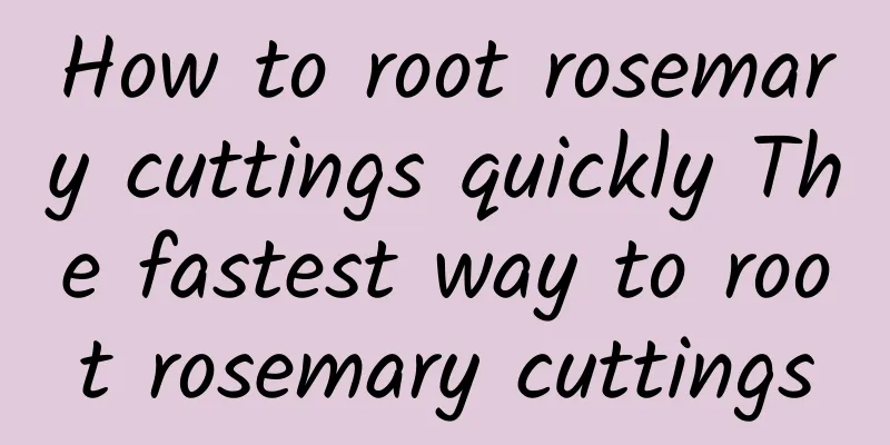 How to root rosemary cuttings quickly The fastest way to root rosemary cuttings