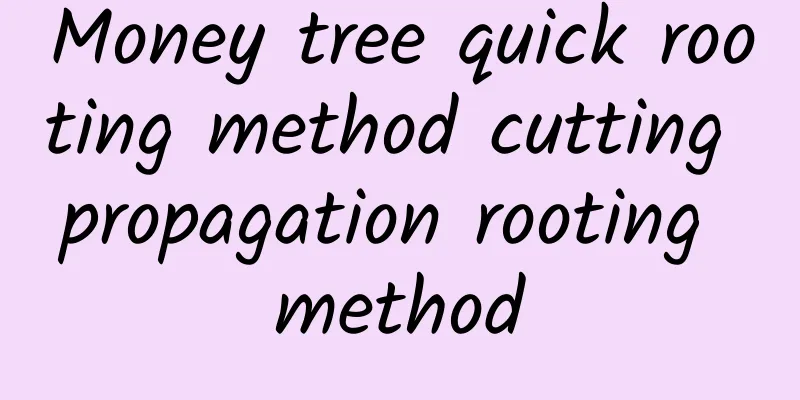 Money tree quick rooting method cutting propagation rooting method