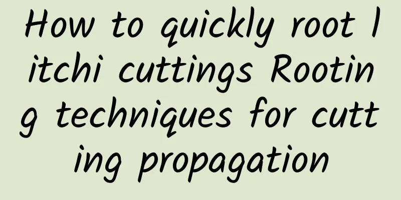 How to quickly root litchi cuttings Rooting techniques for cutting propagation