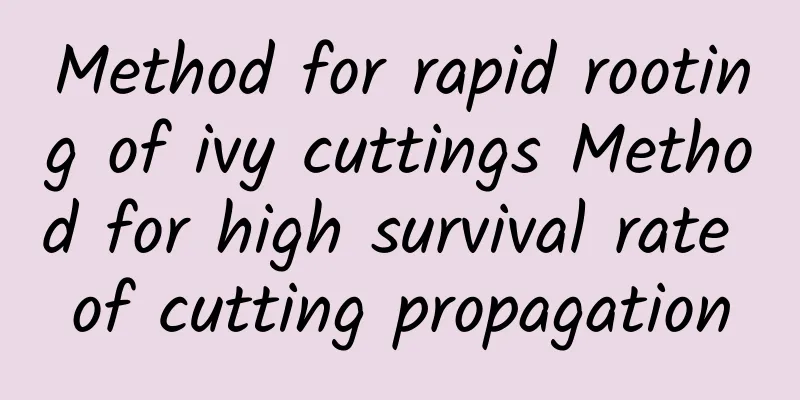 Method for rapid rooting of ivy cuttings Method for high survival rate of cutting propagation