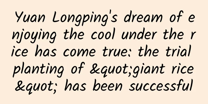 Yuan Longping's dream of enjoying the cool under the rice has come true: the trial planting of "giant rice" has been successful
