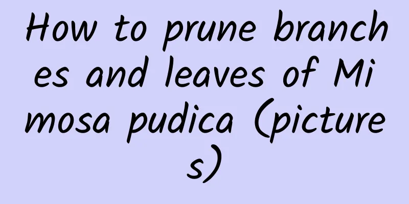 How to prune branches and leaves of Mimosa pudica (pictures)