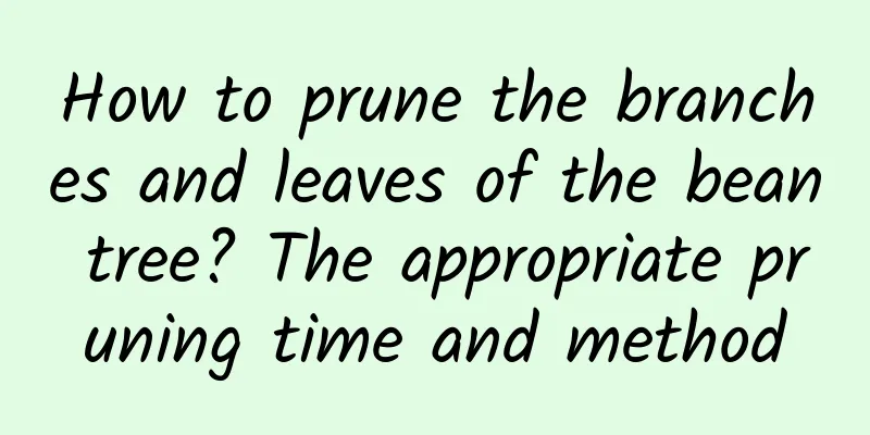 How to prune the branches and leaves of the bean tree? The appropriate pruning time and method