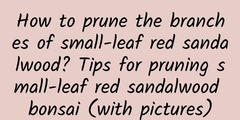How to prune the branches of small-leaf red sandalwood? Tips for pruning small-leaf red sandalwood bonsai (with pictures)