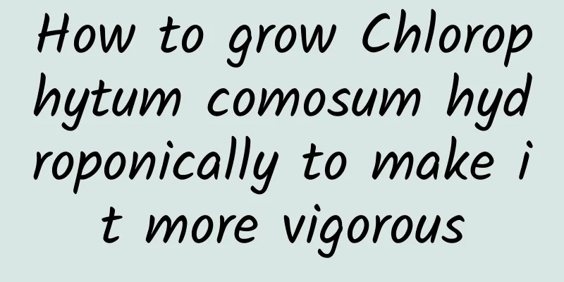 How to grow Chlorophytum comosum hydroponically to make it more vigorous