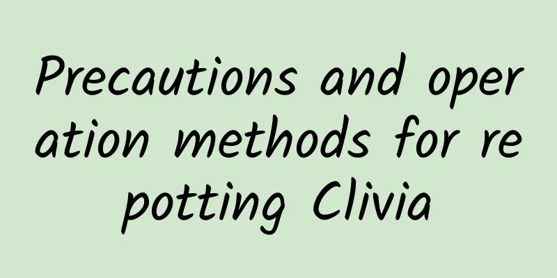 Precautions and operation methods for repotting Clivia