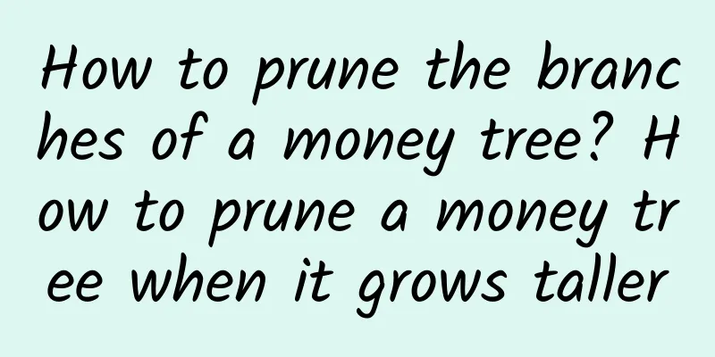 How to prune the branches of a money tree? How to prune a money tree when it grows taller