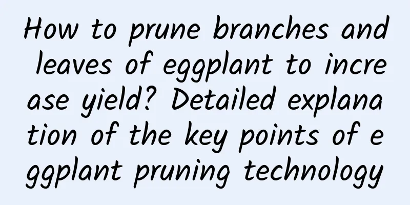 How to prune branches and leaves of eggplant to increase yield? Detailed explanation of the key points of eggplant pruning technology