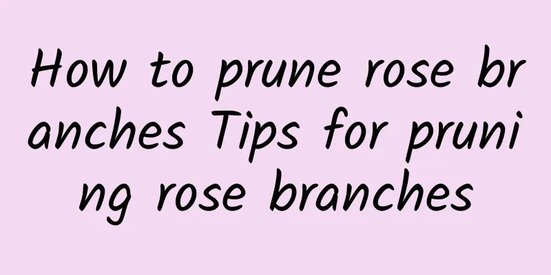 How to prune rose branches Tips for pruning rose branches