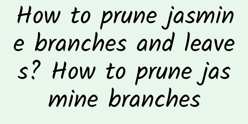 How to prune jasmine branches and leaves? How to prune jasmine branches