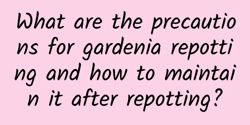What are the precautions for gardenia repotting and how to maintain it after repotting?