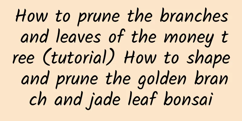 How to prune the branches and leaves of the money tree (tutorial) How to shape and prune the golden branch and jade leaf bonsai