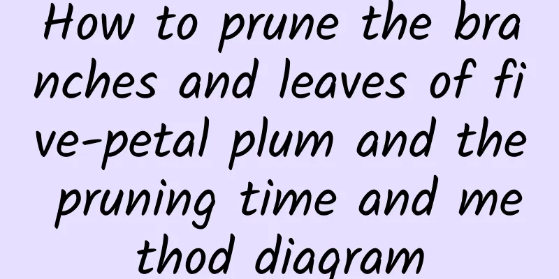 How to prune the branches and leaves of five-petal plum and the pruning time and method diagram