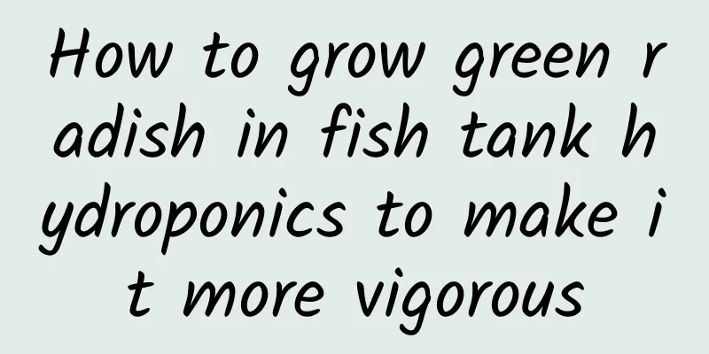 How to grow green radish in fish tank hydroponics to make it more vigorous