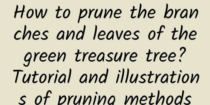 How to prune the branches and leaves of the green treasure tree? Tutorial and illustrations of pruning methods