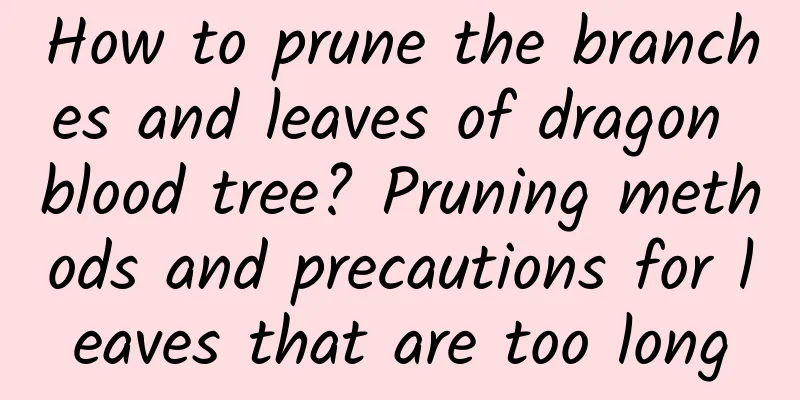 How to prune the branches and leaves of dragon blood tree? Pruning methods and precautions for leaves that are too long