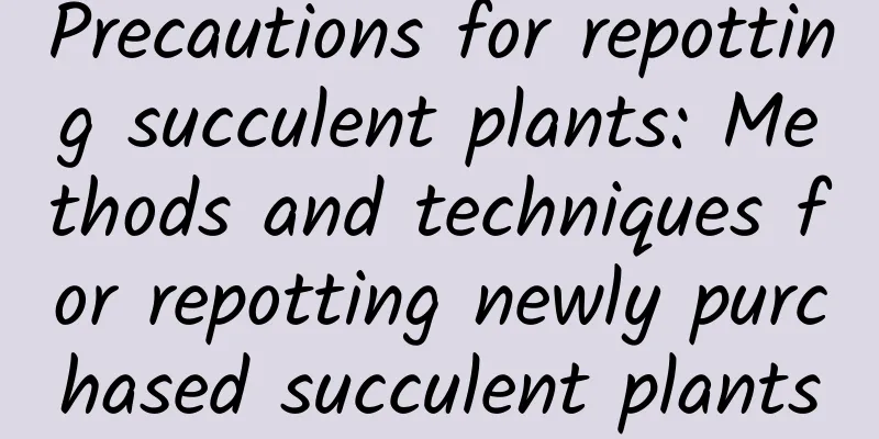 Precautions for repotting succulent plants: Methods and techniques for repotting newly purchased succulent plants