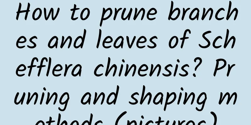 How to prune branches and leaves of Schefflera chinensis? Pruning and shaping methods (pictures)
