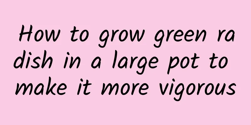 How to grow green radish in a large pot to make it more vigorous