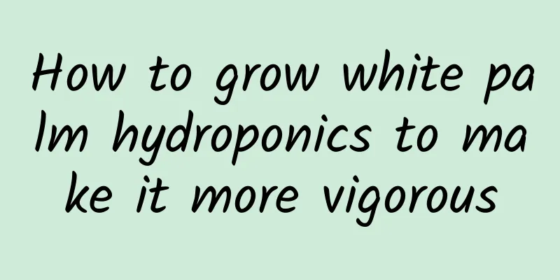 How to grow white palm hydroponics to make it more vigorous