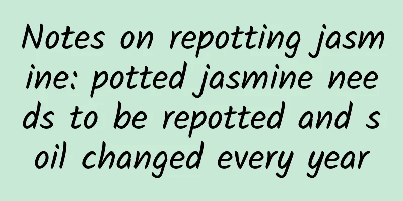 Notes on repotting jasmine: potted jasmine needs to be repotted and soil changed every year