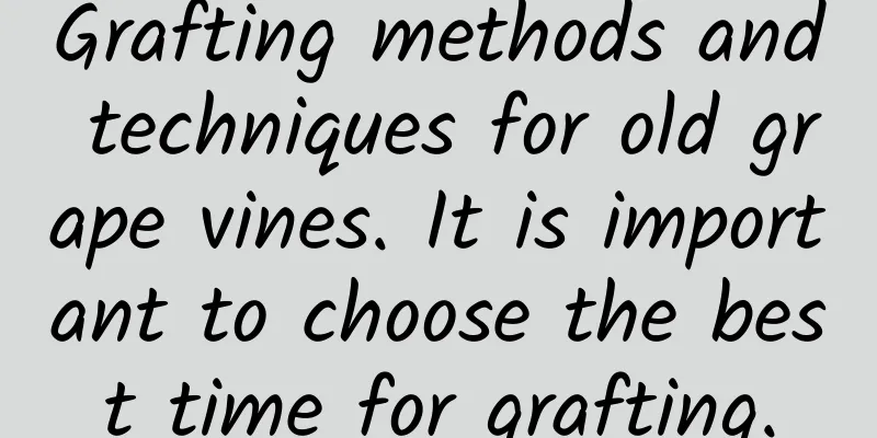 Grafting methods and techniques for old grape vines. It is important to choose the best time for grafting.
