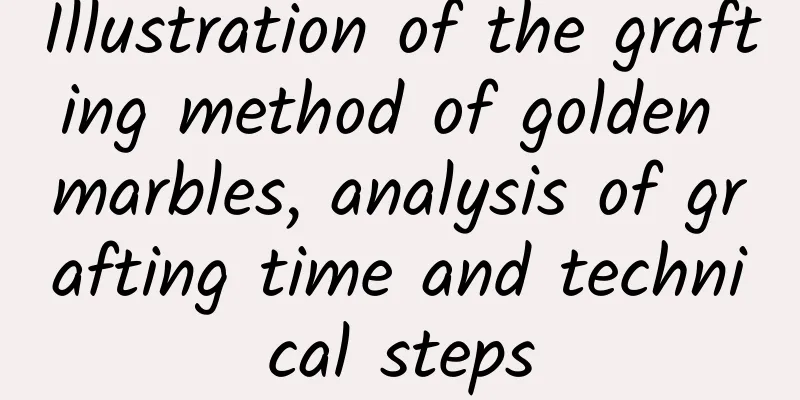 Illustration of the grafting method of golden marbles, analysis of grafting time and technical steps