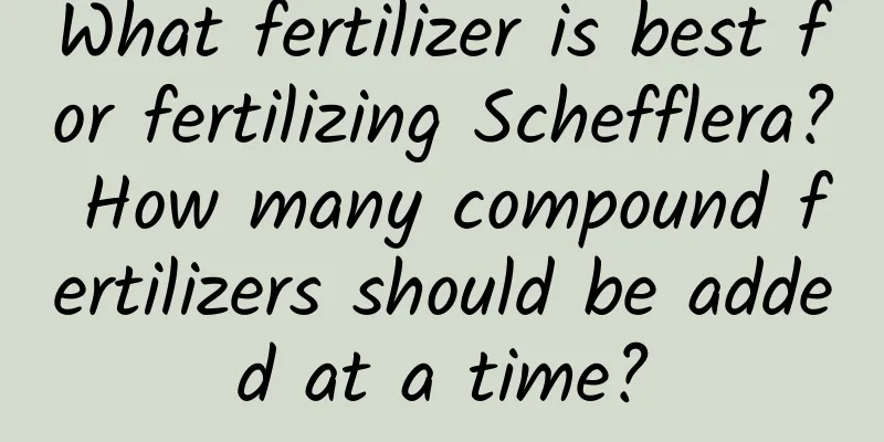 What fertilizer is best for fertilizing Schefflera? How many compound fertilizers should be added at a time?