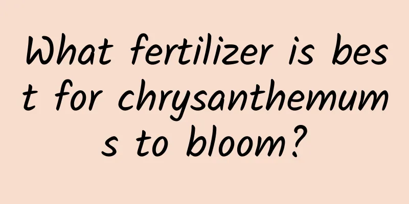 What fertilizer is best for chrysanthemums to bloom?