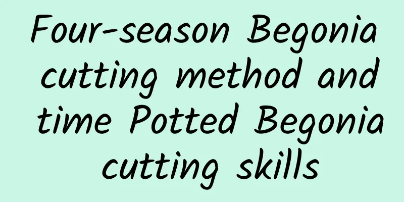 Four-season Begonia cutting method and time Potted Begonia cutting skills