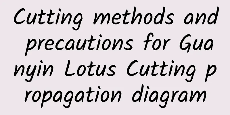 Cutting methods and precautions for Guanyin Lotus Cutting propagation diagram