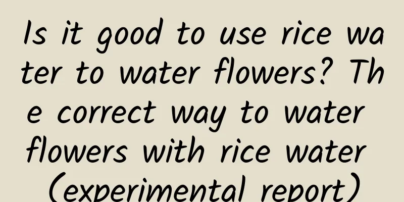 Is it good to use rice water to water flowers? The correct way to water flowers with rice water (experimental report)