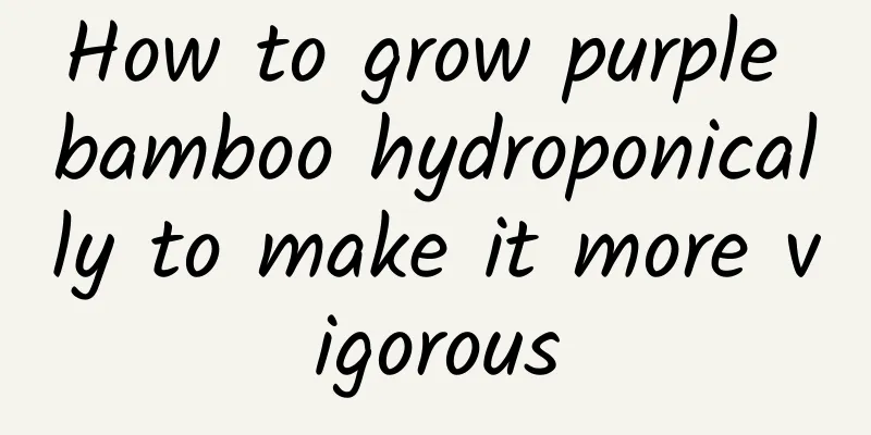 How to grow purple bamboo hydroponically to make it more vigorous