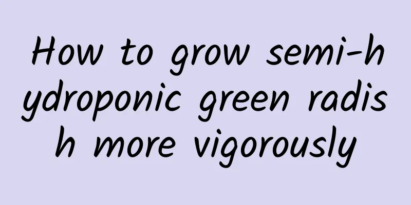 How to grow semi-hydroponic green radish more vigorously