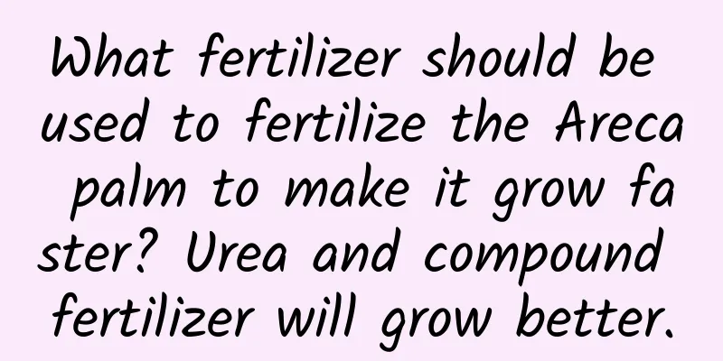 What fertilizer should be used to fertilize the Areca palm to make it grow faster? Urea and compound fertilizer will grow better.