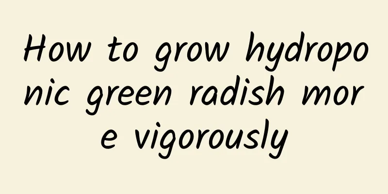 How to grow hydroponic green radish more vigorously