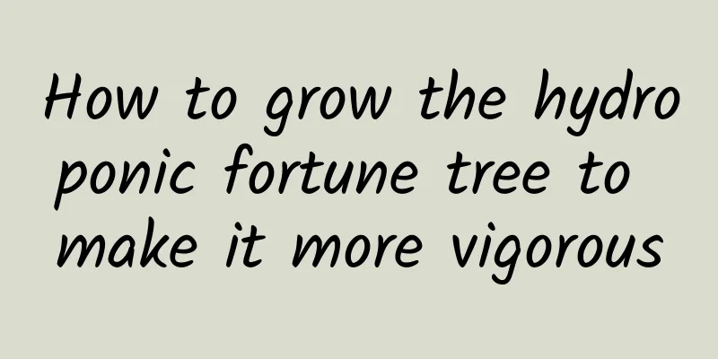 How to grow the hydroponic fortune tree to make it more vigorous