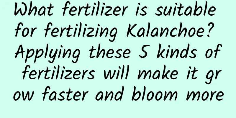 What fertilizer is suitable for fertilizing Kalanchoe? Applying these 5 kinds of fertilizers will make it grow faster and bloom more