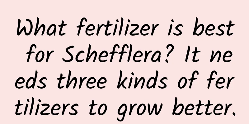 What fertilizer is best for Schefflera? It needs three kinds of fertilizers to grow better.