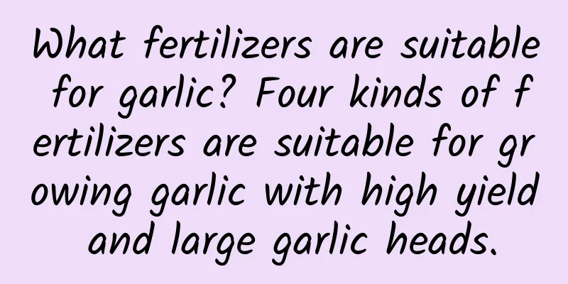 What fertilizers are suitable for garlic? Four kinds of fertilizers are suitable for growing garlic with high yield and large garlic heads.
