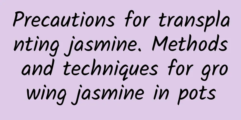 Precautions for transplanting jasmine. Methods and techniques for growing jasmine in pots