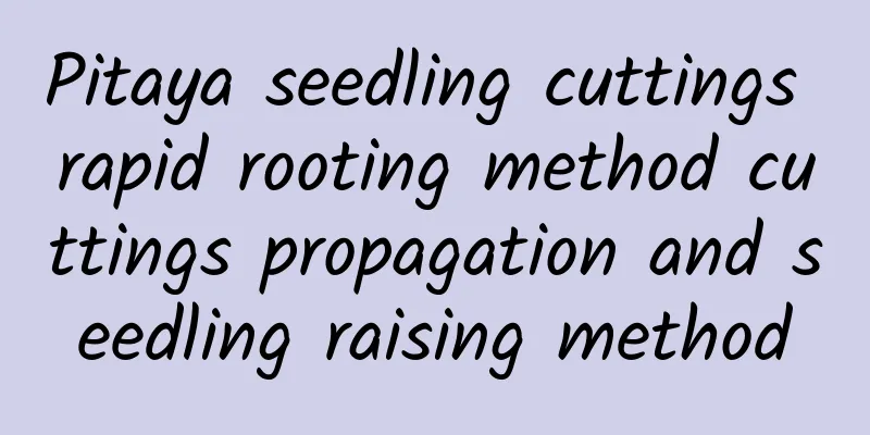 Pitaya seedling cuttings rapid rooting method cuttings propagation and seedling raising method