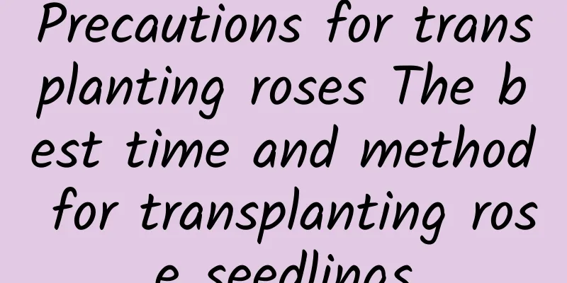 Precautions for transplanting roses The best time and method for transplanting rose seedlings