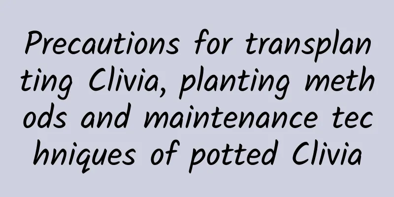 Precautions for transplanting Clivia, planting methods and maintenance techniques of potted Clivia