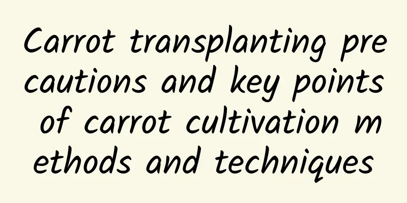 Carrot transplanting precautions and key points of carrot cultivation methods and techniques